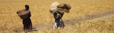 two women working in crop field